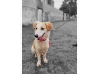 Bichon Maltes En Adopcion En Madrid