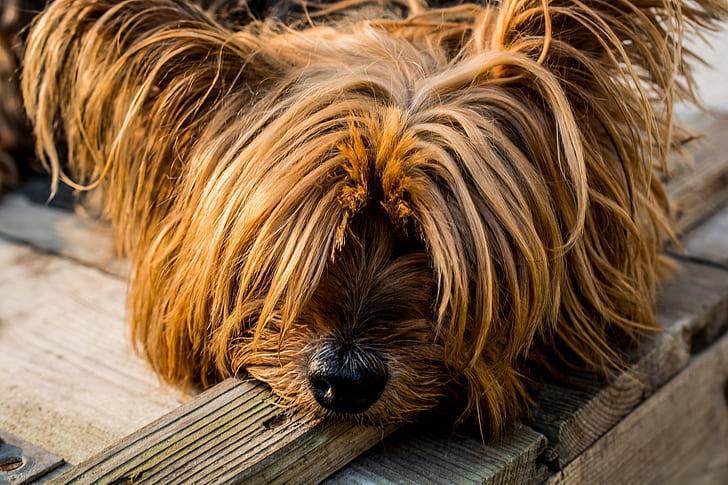 Adoptar Un Cachorro En Madrid