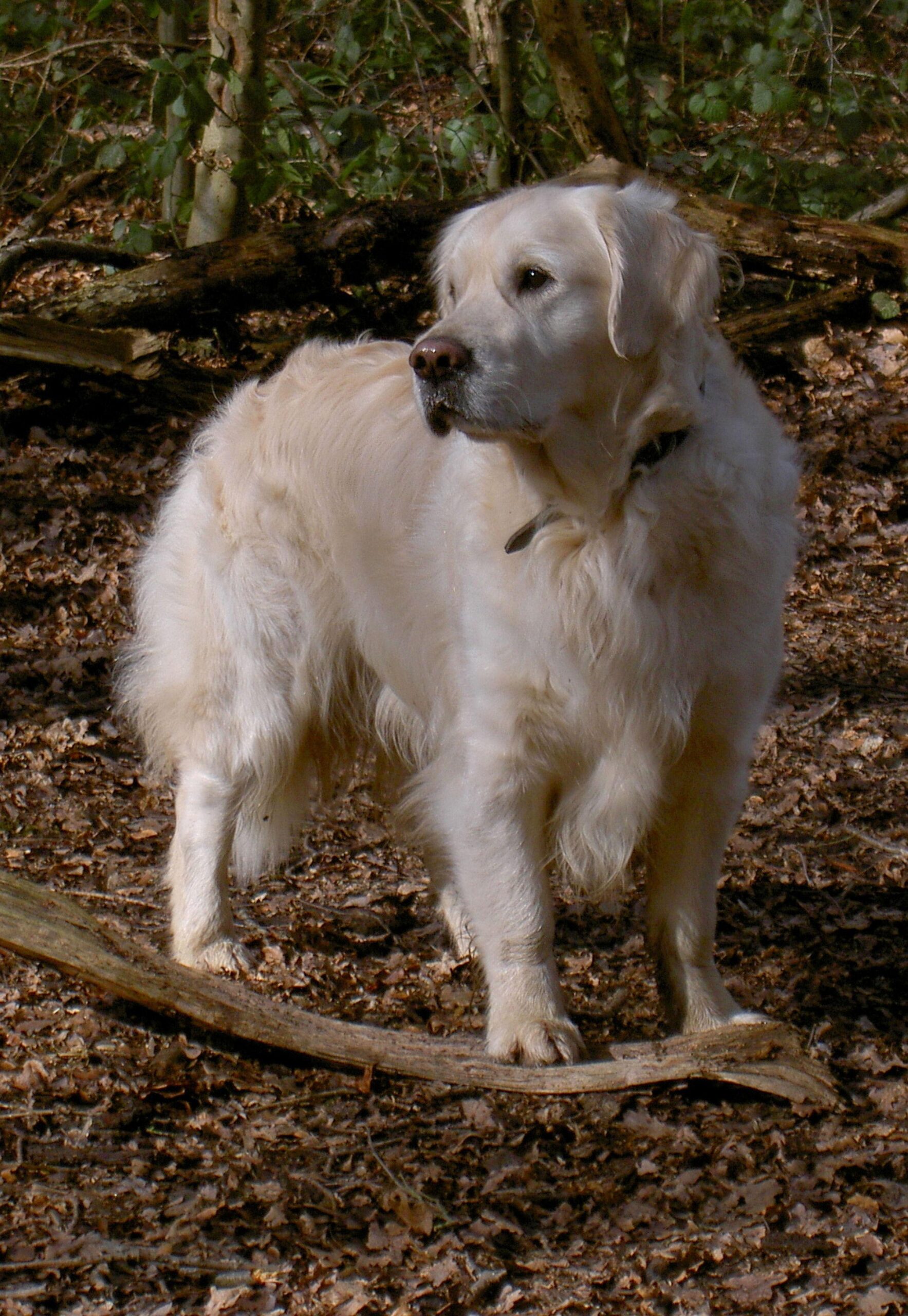 Criadores De Golden Retriever En Madrid