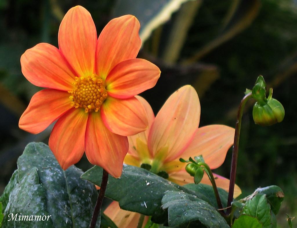Envio De Flores A Domicilio En Madrid