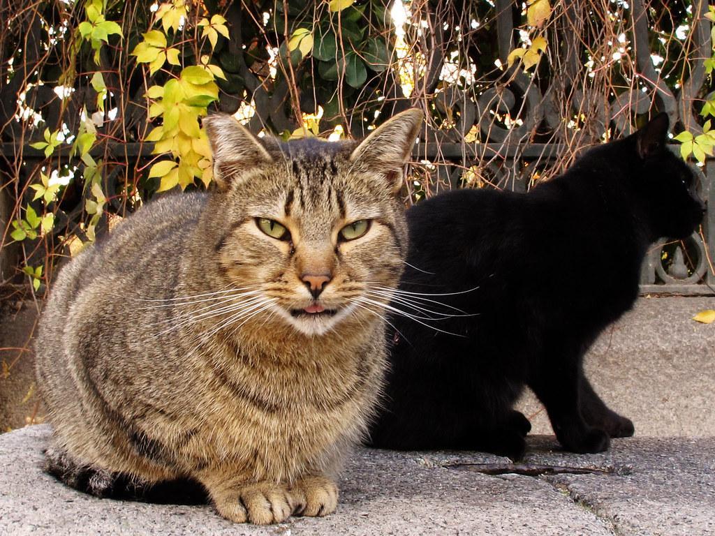 Hoteles Para Gatos En Madrid