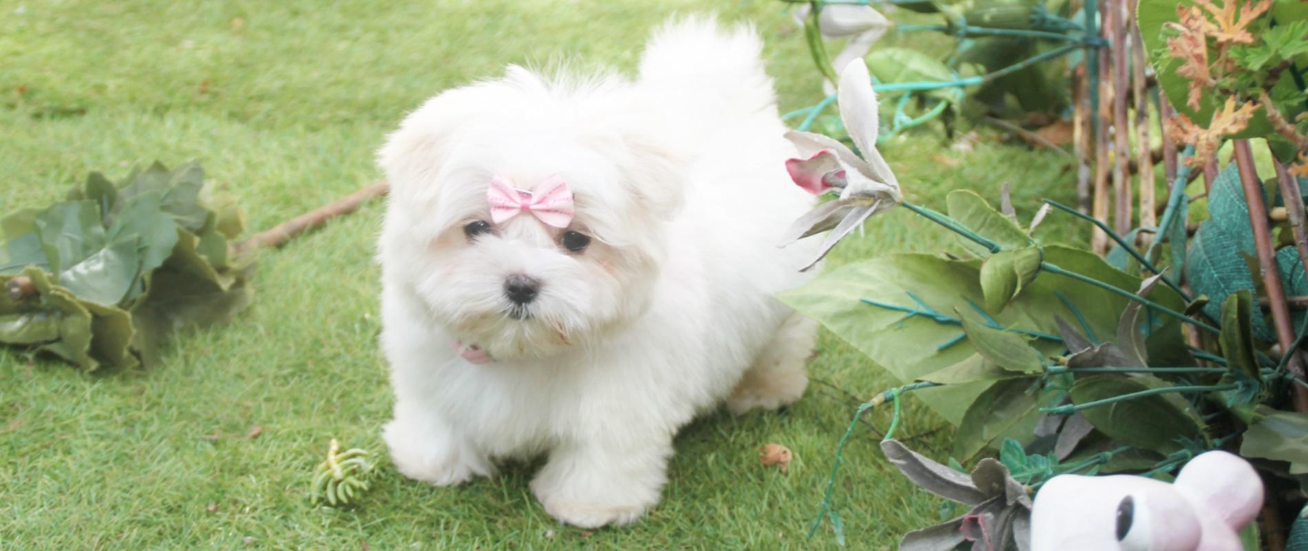 Venta De Bichon Maltes En Madrid
