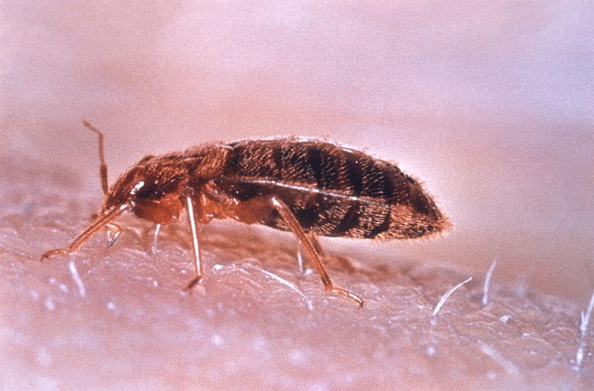 Plaga De Chinches En Madrid 2024