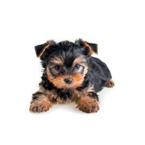 Donde Comprar Perros En Madrid